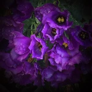 Meet your Posher, Alice